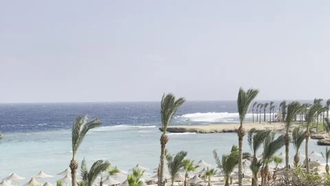 Winds on Marsa Alam Beach – Waves &amp; Swaying Palms (High-Angle Cliff View) Stock Footage 309243008