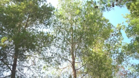 Winds On Pine Trees Stock Footage 248704505