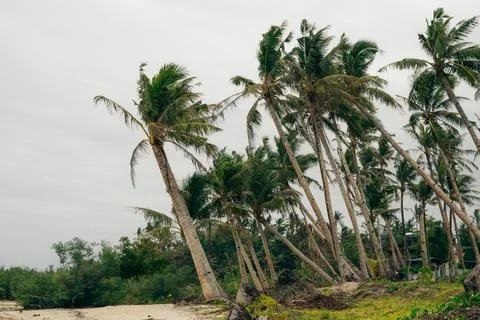 Winds through coconut trees Stock Photos