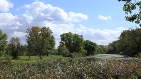 Winds whip through trees and reeds surrounding a pond Stock Footage 8778077