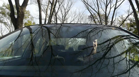 Windshield reflection. Driving a car. Video stock 24601468