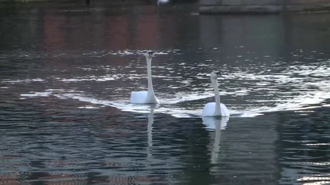 Windsor Swans Vídeo Stock 160962846