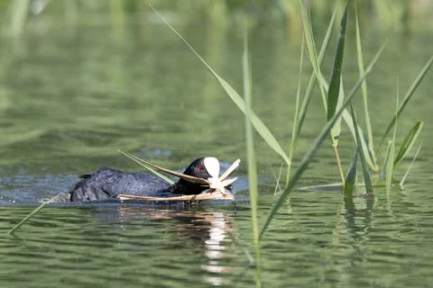 Windster when carrying nesting material Stock Photos