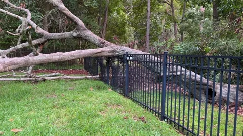 Windstorm Aftermath Shows Tree Toppled Over Fence Stock Footage 345549662