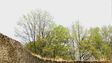 Windstorm hitting trees Stock Footage 82491414