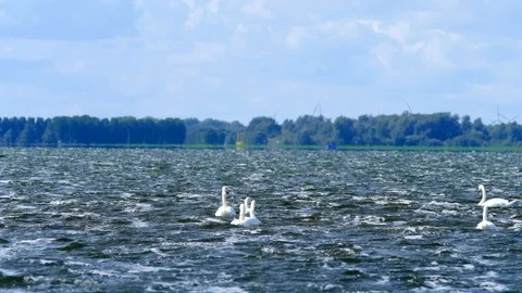Windsurfer slow motion storm wind and swans on lake dscf3824HD Stock Footage 94895261