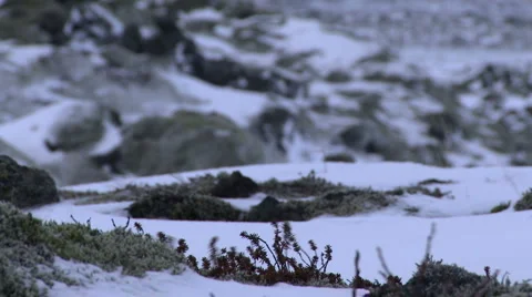 Windswept Arctic Tundra Stock Footage 1106544