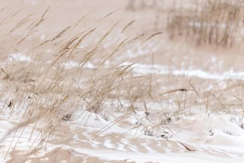 Windswept beach dunes dotted with snow-covered beach grass Stock Photos