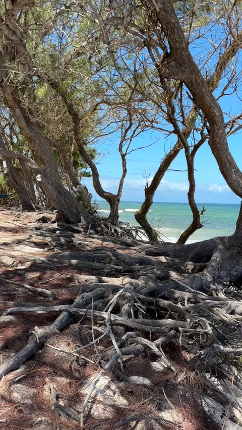 Windswept beach trees with exposed roots, Barbados Caribbean coastline Stock-Footage 337053134