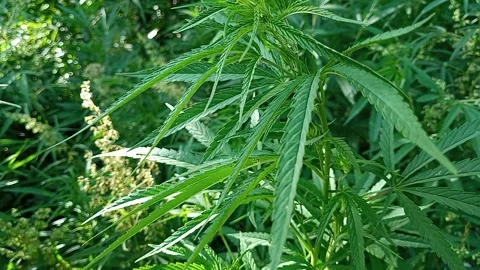 A windswept cannabis bush. Stock Footage 264881081