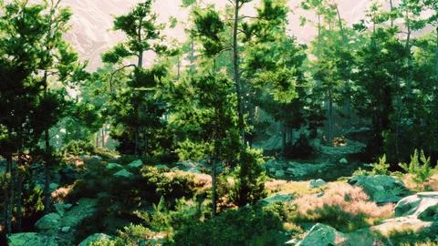 Windswept cliffs nurture towering pines on sparse soil Stock Illustration