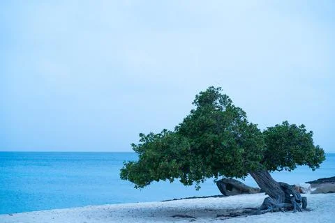 The windswept Divi Divi tree stands as a natural landmark on Eagle Beach. Stock Photos