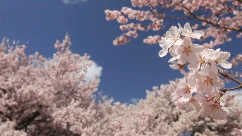 Windswept Forest of Takato Cherry Blossoms Stock-Footage 330177053