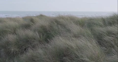 Windswept Grass Overlooking Beach Smooth Slow Pan Right Stock Footage 264118664
