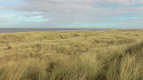 Windswept grasses sea in background under wintry sky Stock Footage 47173171