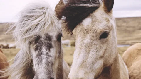 Windswept Icelandic Horses Looking At Camera Stock Footage 155758097