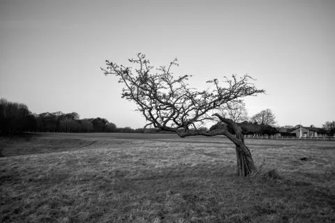 Windswept lone tree creating a moody and atmospheric scene Stock Photos