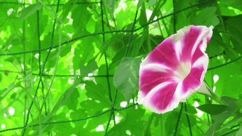 Windswept Morning Glory Stock Footage 327449150