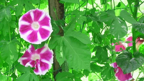 Windswept Morning Glory Stock Footage 327449397