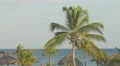 A windswept palm tree in Panama 4k or 4k+ Resolution