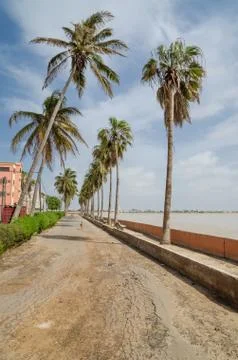 Windswept palm trees in front of low wall at the sea in St Louis, Senegal Stock Photos