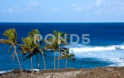 Windswept palm trees by raging ocean Stock Photos