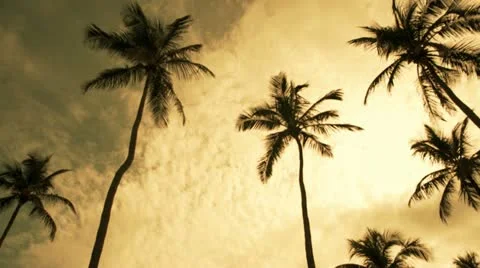 Windswept Palms Trees Stock Footage 22261113