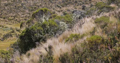 Windswept paramo landscape in the Andes Vídeo Stock 119531197