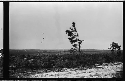 Windswept Pine Tree over Rural Portuguese Landscape Stock Photos