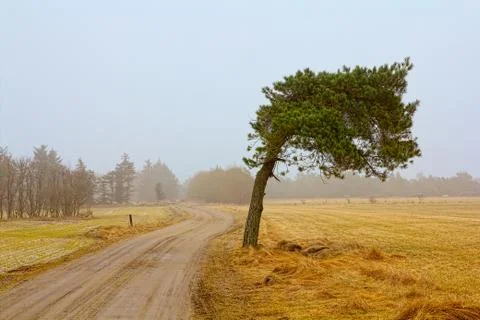 Windswept pine tree Stock Photos
