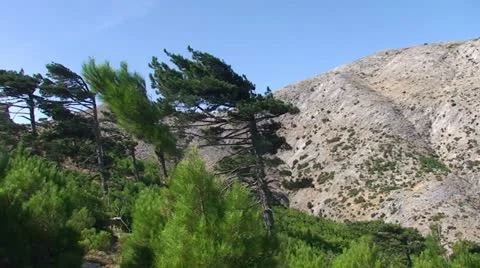 Windswept pine trees on a mountain Видео 10842149