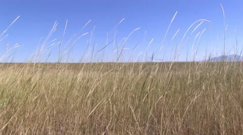 Windswept Plains 1 at 25fps Vidéo 43904212
