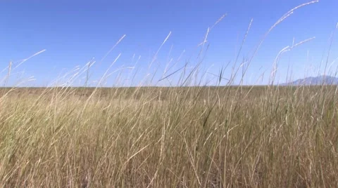 Windswept Plains 1 at 29.9fps Stock-Footage 43903830