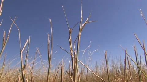 Windswept Plains 2 at 25fps Stock-Footage 43905235