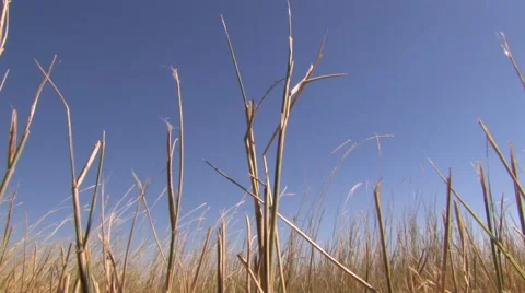 Windswept Plains 2 at 29.9fps Stock-Footage 43905354