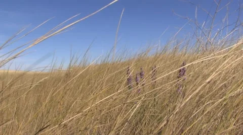 Windswept Plains 3 at 25fps Vidéo 43906529