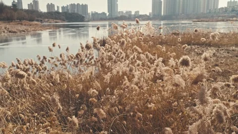 Windswept reed fields and buildings seen across the lake Video stock 262634229