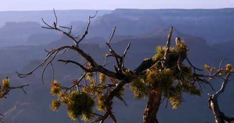 Windswept tree in golden light on the rim of the Grand Canyon, Arizona, USA Stock-Footage 153023334