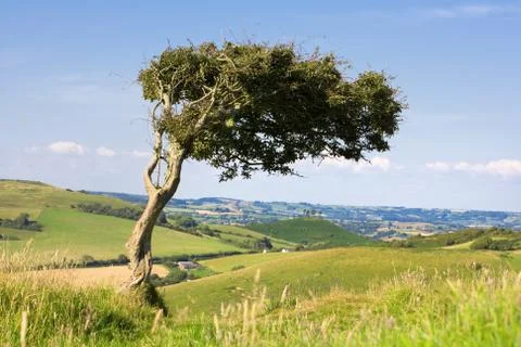 Windswept tree Stock Photos
