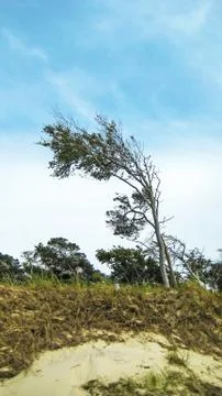 Windswept tree Stock Photos