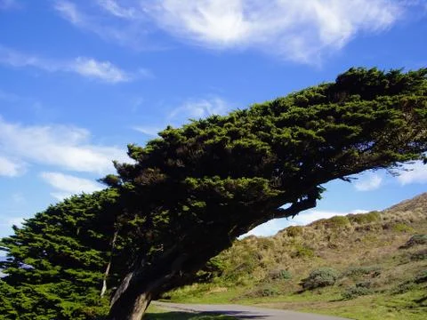 Windswept tree Stock Photos