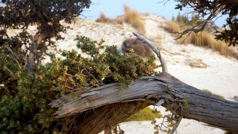 Windswept, weathered beach tree and coastal shrubs on pale sand dunes in 動画素材 325333542