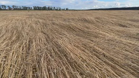 Windswept wheat field creating mesmerizing patterns under cloudy sky Stock Photos