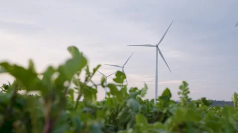 Windturbines with cabbage in the foreground on a meadow Stock Footage 240732697