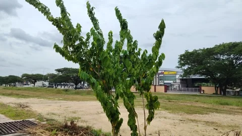 A Windy Afternoon in an Empty Lot With Small Movement of Tree Stock Footage 317829399