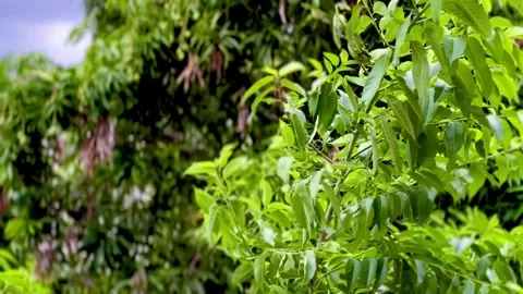 Windy Afternoon 스톡 동영상 244493705