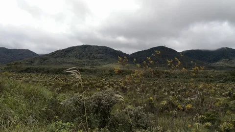 Windy and cloudy day in the Purace paramo, Colombia. Frailejones in neotropics. Stock Footage 98765173