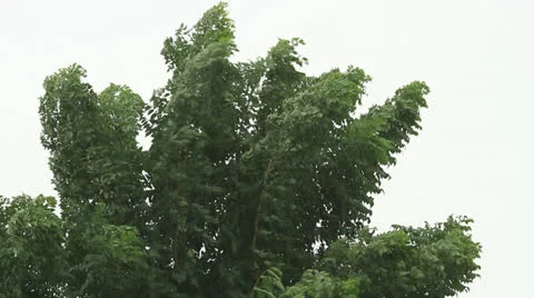 Windy and hard rain Video stock 22904223
