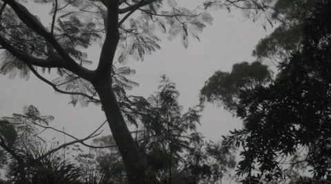 Windy and Overcast Day Stock Footage 33953200