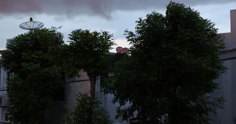 Windy and rain on green tree in city village Stock Footage 344792571